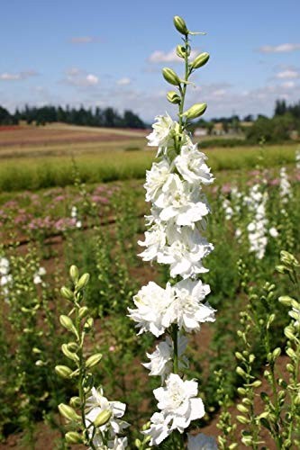 White Larkspur Rocket Flower Seeds for Planting, 250+ Seeds Per Packet, (),
