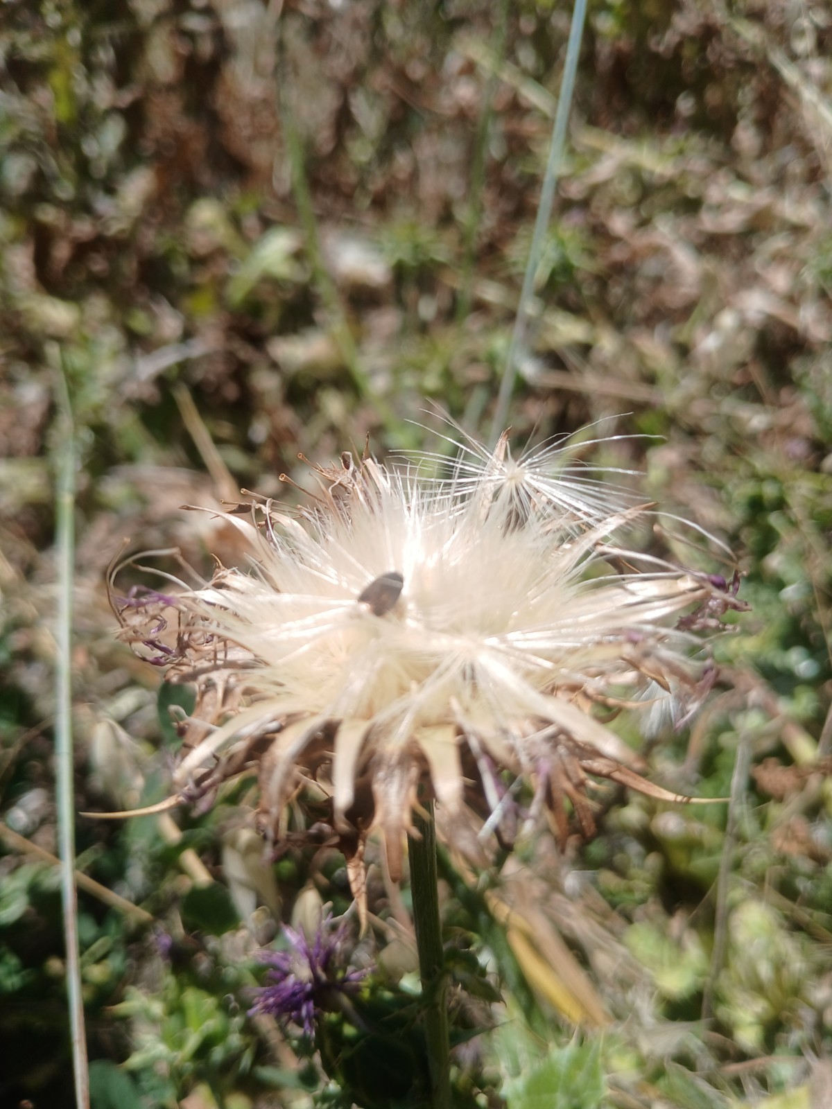 Premium Milk Thistle Seeds (5g)–Hand Picked Fresh 2026-High Germination-Healthy