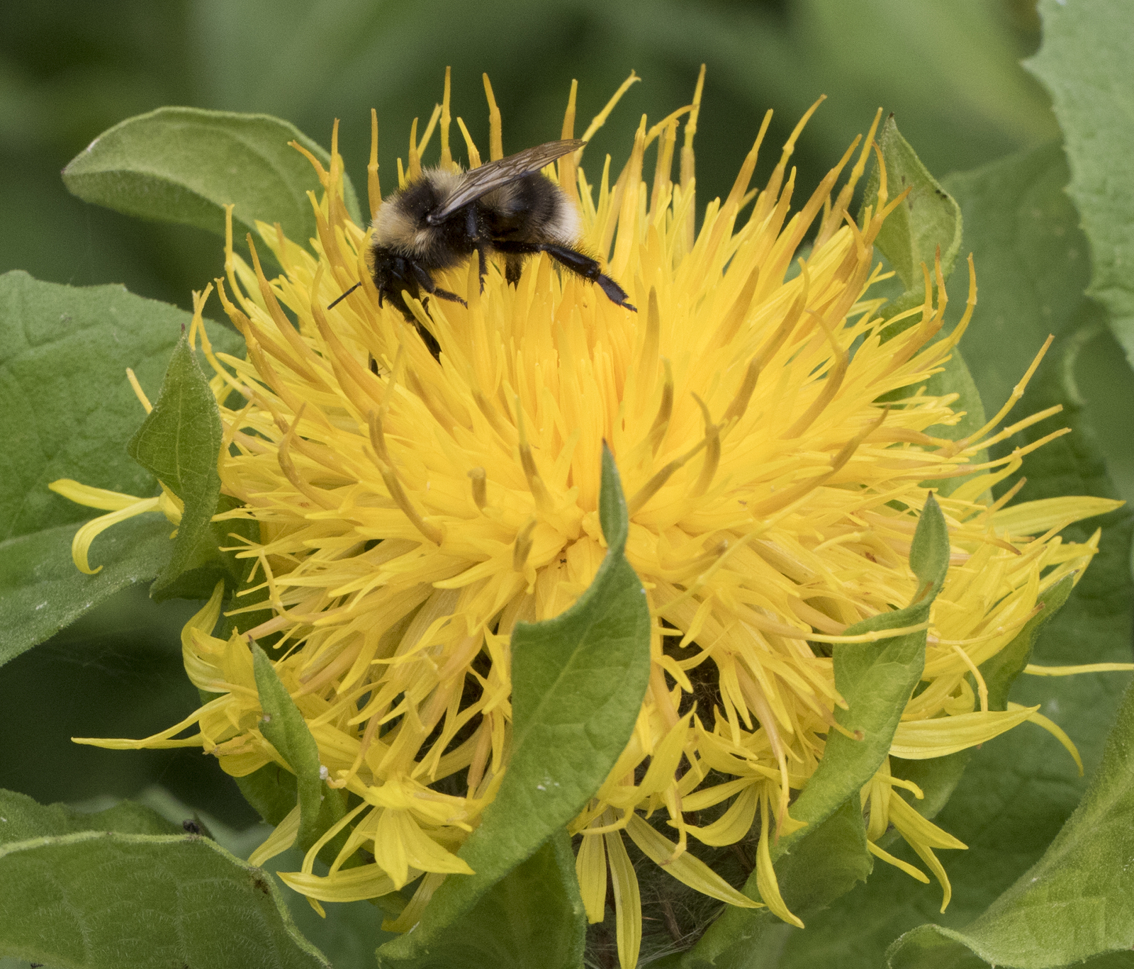 100 YELLOW CORNFLOWER Seeds (Centaurea macrocephala) | NON-GMO | Free shipping