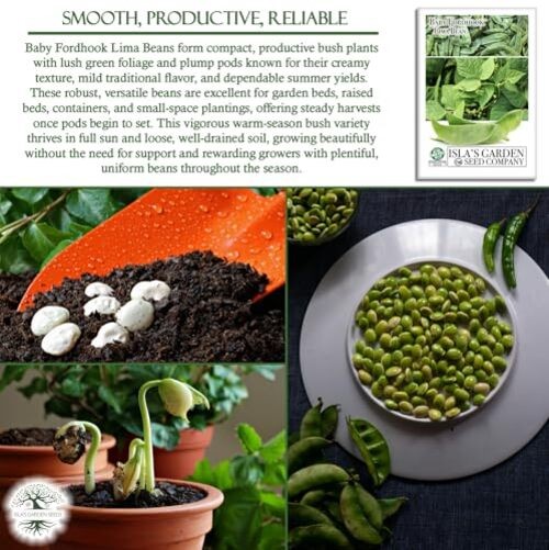 Baby Fordhook Lima Bean Seeds (Bush Lima, Phaseolus lunatus) – 25 Non GMO