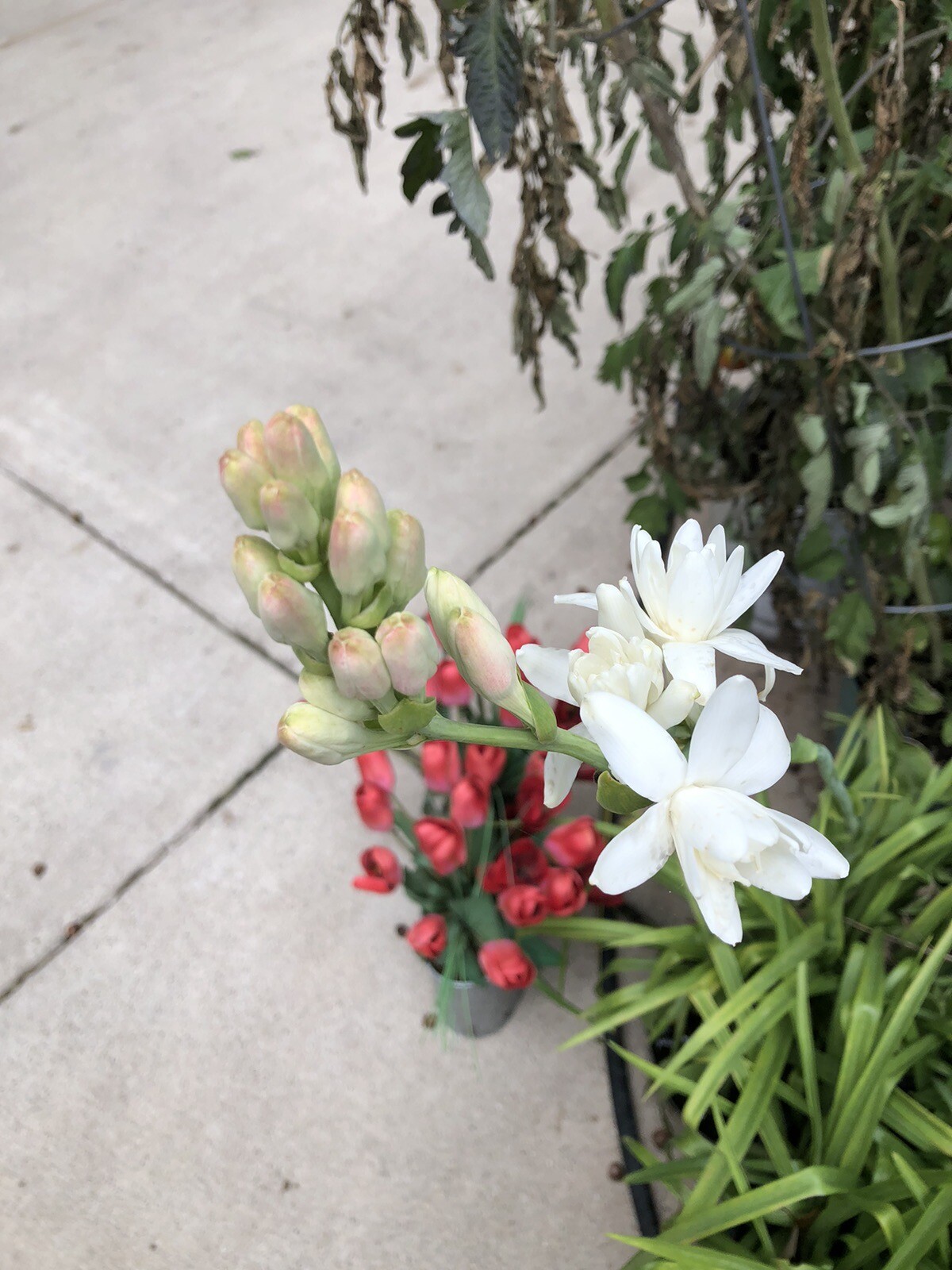 Tuberose bulbs double Pearl (Polianthus) Bare root plants set of 8+ Bubbletts
