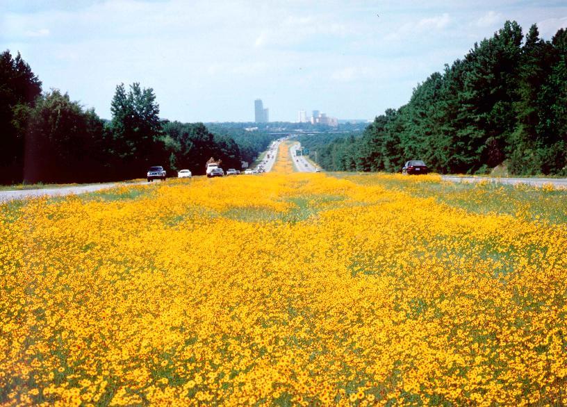 1001+PLAINS COREOPSIS Seeds Native Wildflower Drought Heat Pollinators Tickseed