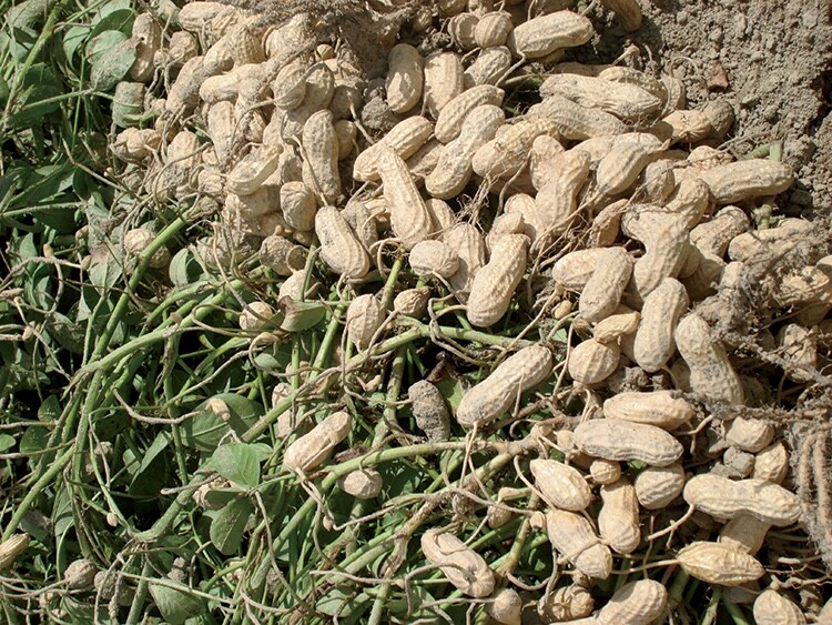 40+ Jumbo Bailey Virginia Peanut Seeds For Planting ,Organic NON – GMO for 2023