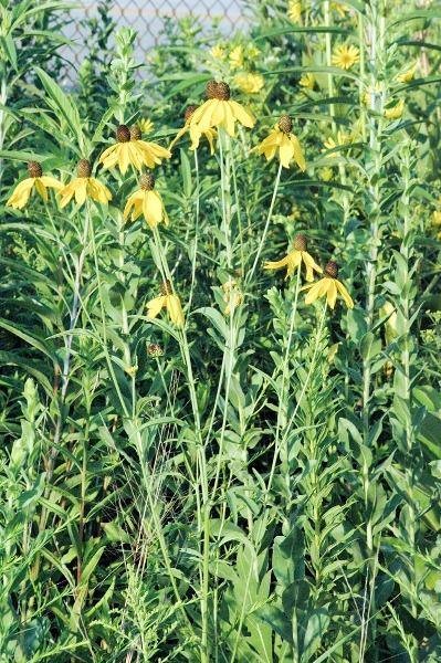 Ratibida pinnata | Grayheaded Coneflower | Pinnate Prairie Coneflower | 10 Seeds