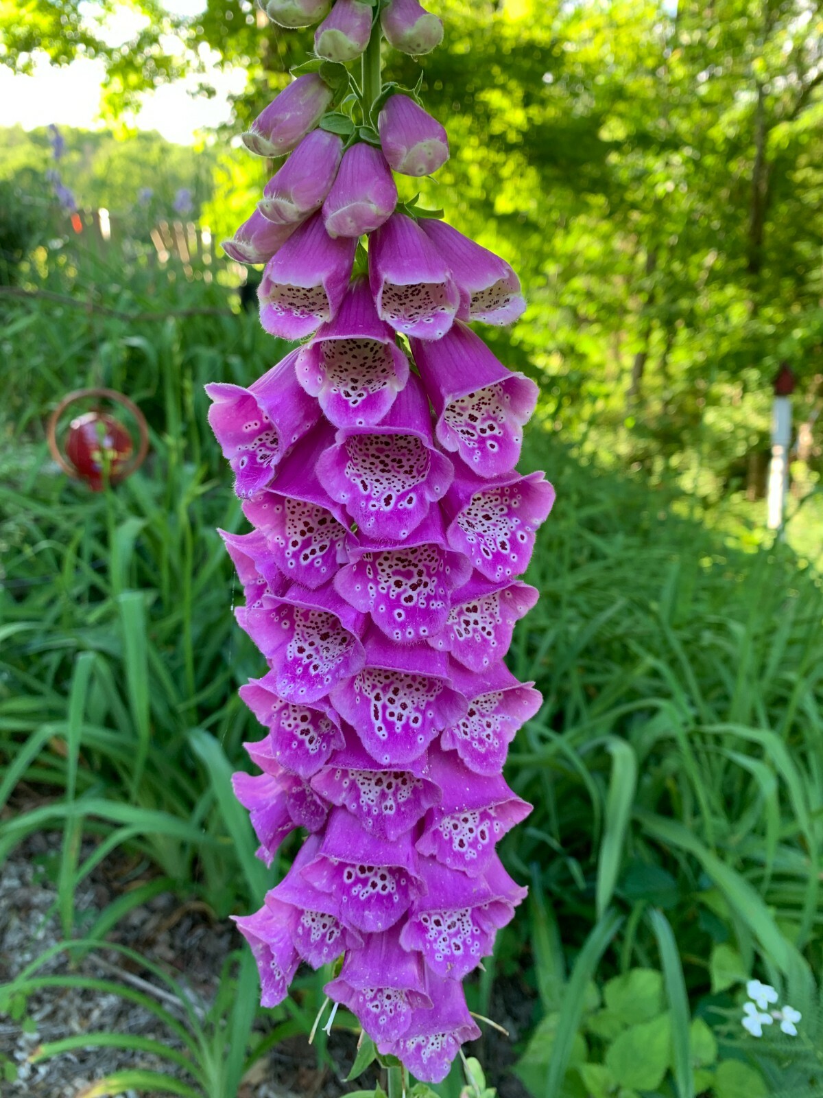 Purple Foxglove Seeds (Digitalis purpurea) – 100+ seeds