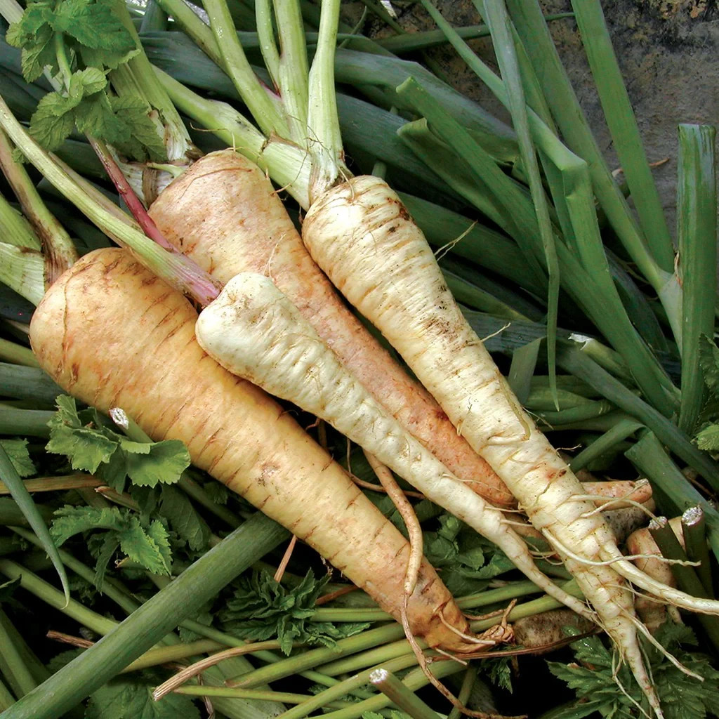 Hollow Crown Parsnip Seeds, NON-GMO, Variety Size Packets, FREE SHIPPING