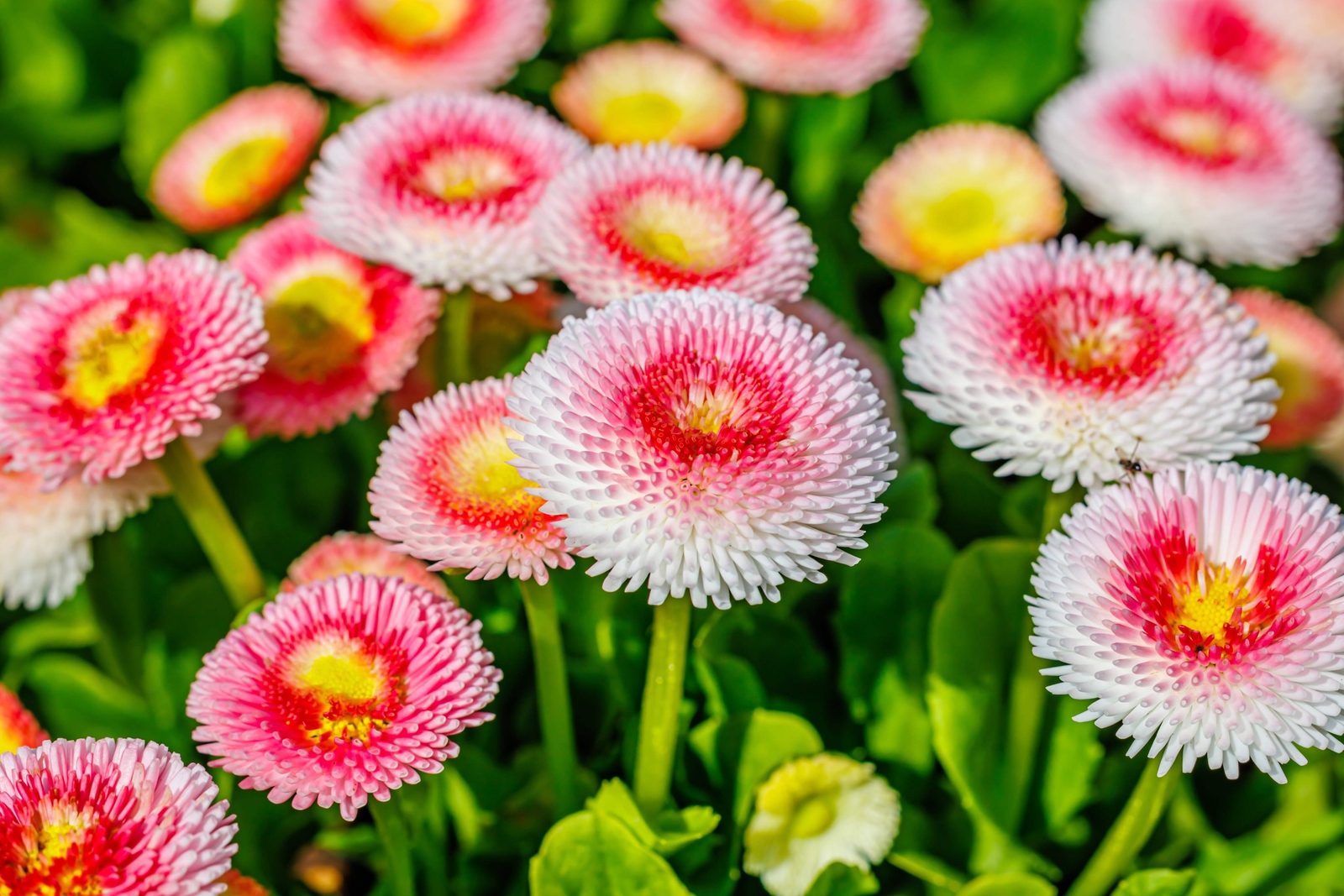 100 STRAWBERRIES & CREAM ENGLISH DAISY Bellis Perennis Flower Seeds *Comb S/H