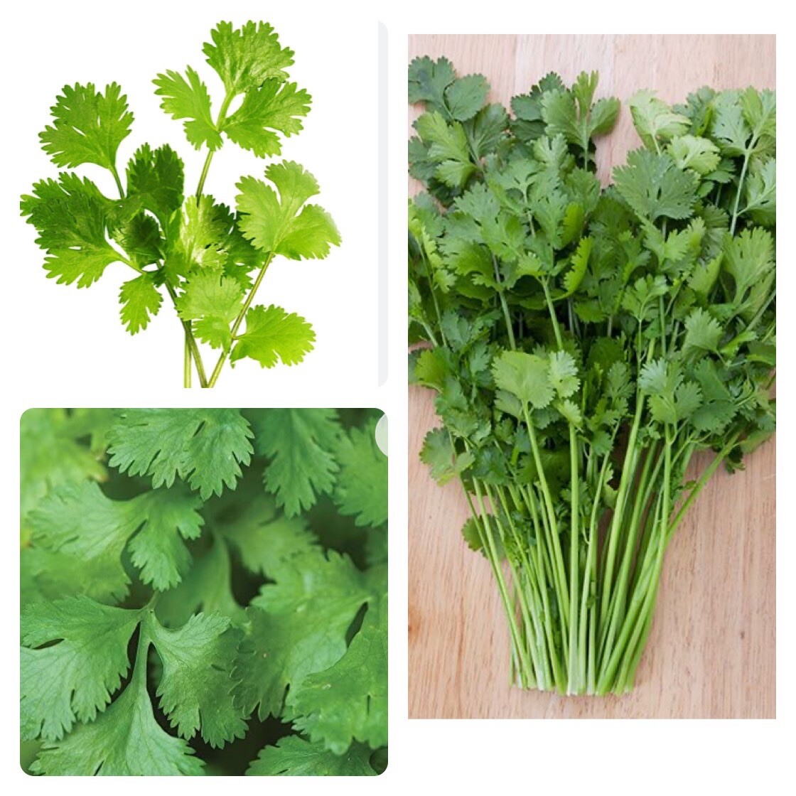 Fresh Whole Cilantro Seeds Coriander Garden Planting Non-GMO