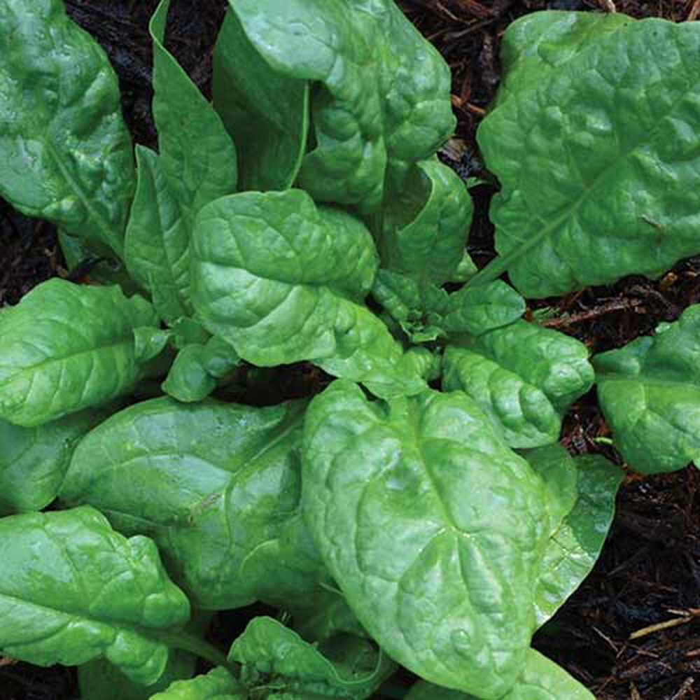 500 America Spinach Seeds Heirloom – Premium Non-GMO, Open Pollinated, US Grown