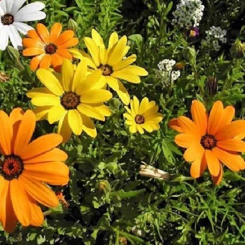 1,000 To 5,000 African Daisy Seeds (Osteospermum) Heirloom Vibrant Mixed Colors
