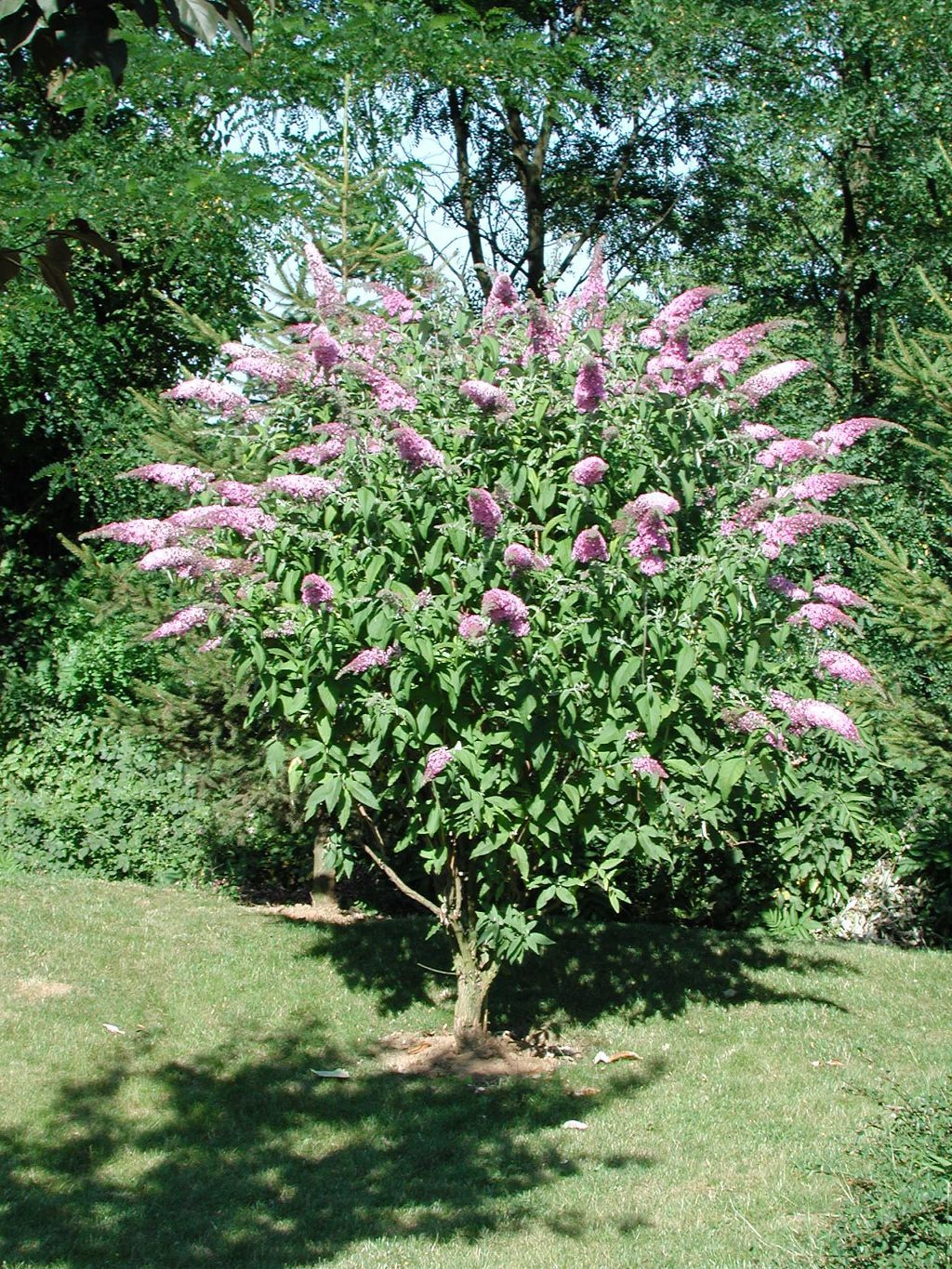 Butterfly Bush, Buddleia davidii, Shrub Seeds