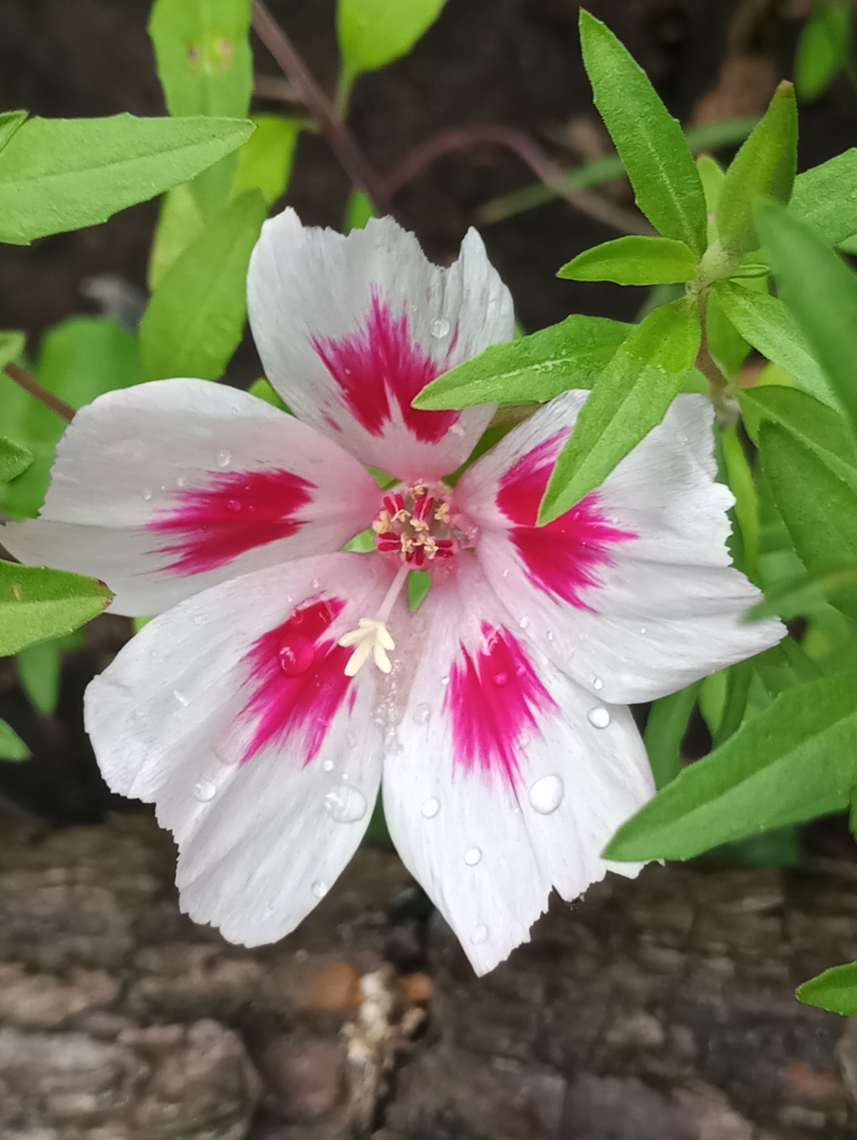 3,000 CLARKIA AMOENA Seeds (White Farewell to Spring) | NON-GMO | Free shipping