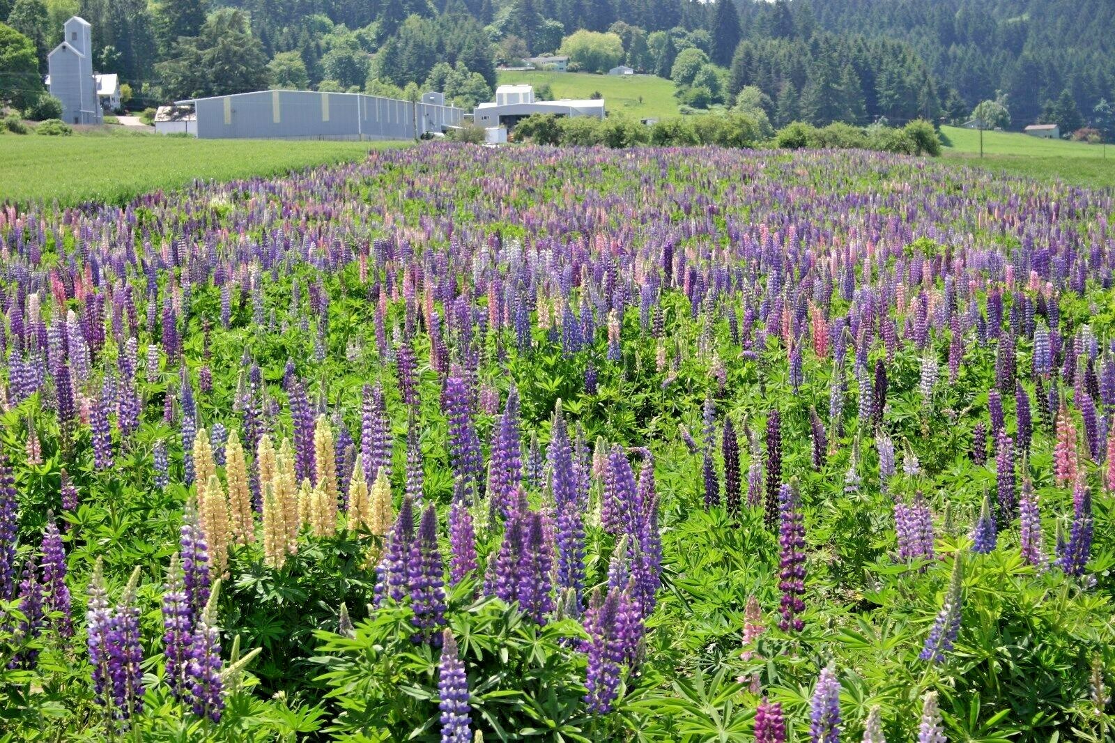 50+LUPINE RUSSELL MIX Seeds Native Wildflower Pollinators Cut Flowers Perennial