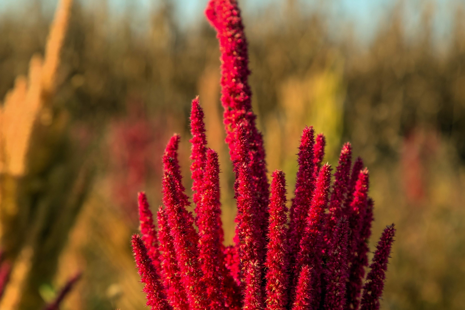 200 AMARANTHUS MOLTEN FIRE Amaranthus Gangeticus Flower Seeds