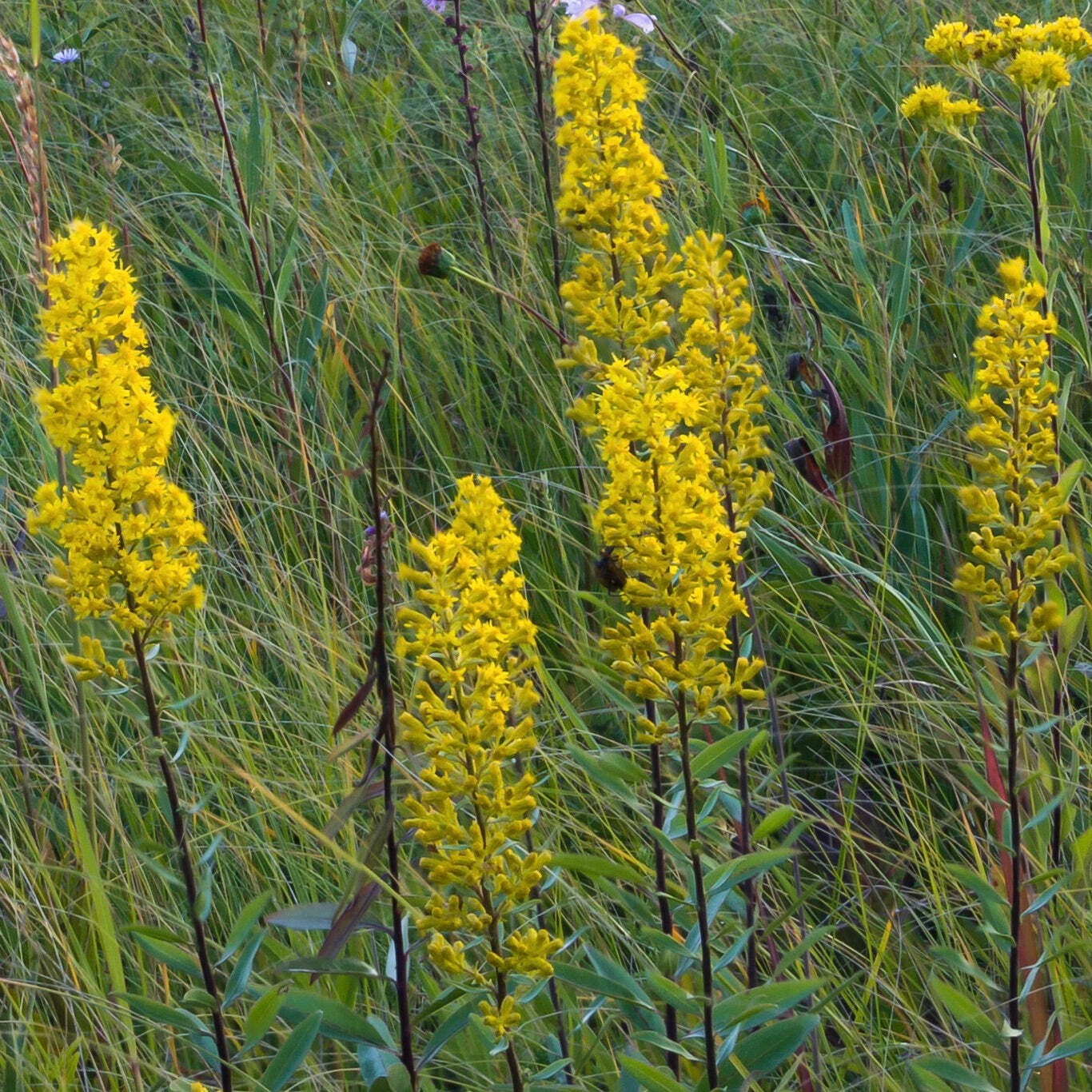 Showy Goldenrod Seeds (Solidago speciosa) ~Herb Native Pollinator Garden