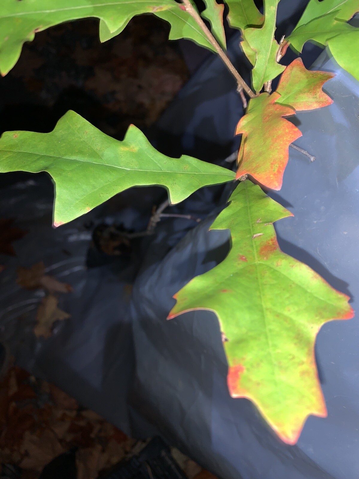 Exact plant #14 Overcup oak or Swamp Post oak (Quercus lyrata) bare root 3 Years