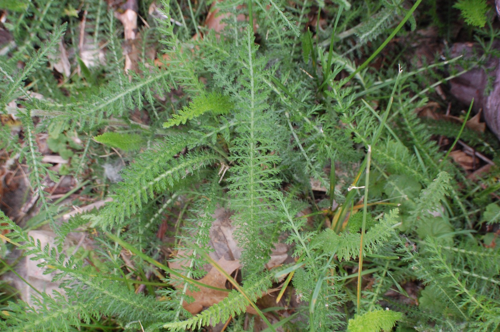 White Yarrow Seeds/1 gram +/Achillea millefolium L./Native US Plant/Medicinal