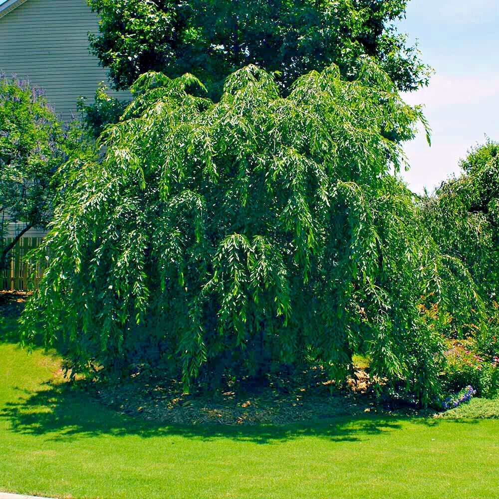 Japanese “WEEPING SAKURA” Cherry Blossom Flower Tree Seeds (pendula) Fast Hardy