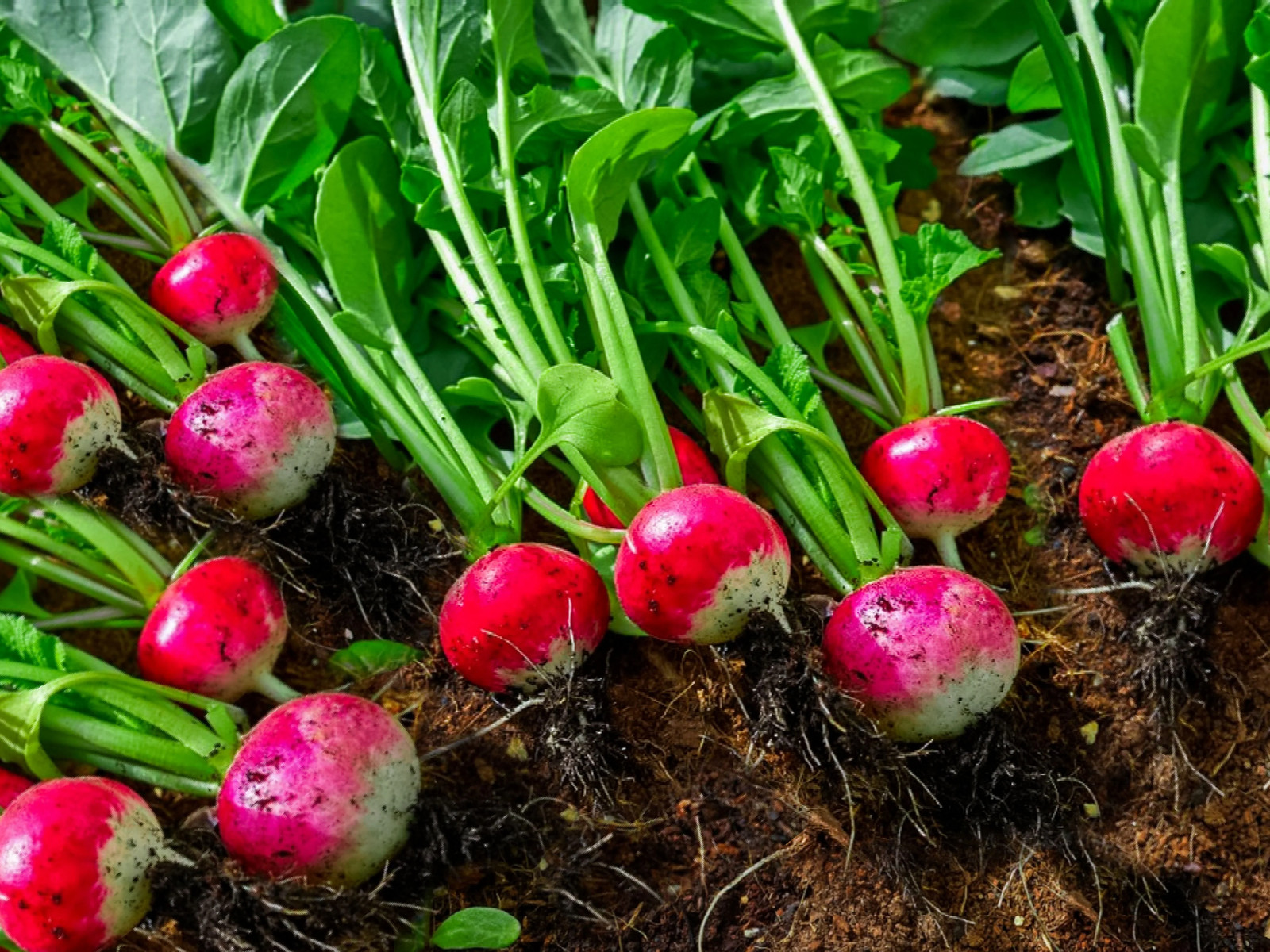 Sparkler Radish Seeds | Red White Radishes Belle Globe Root Vegetable Seed 2024