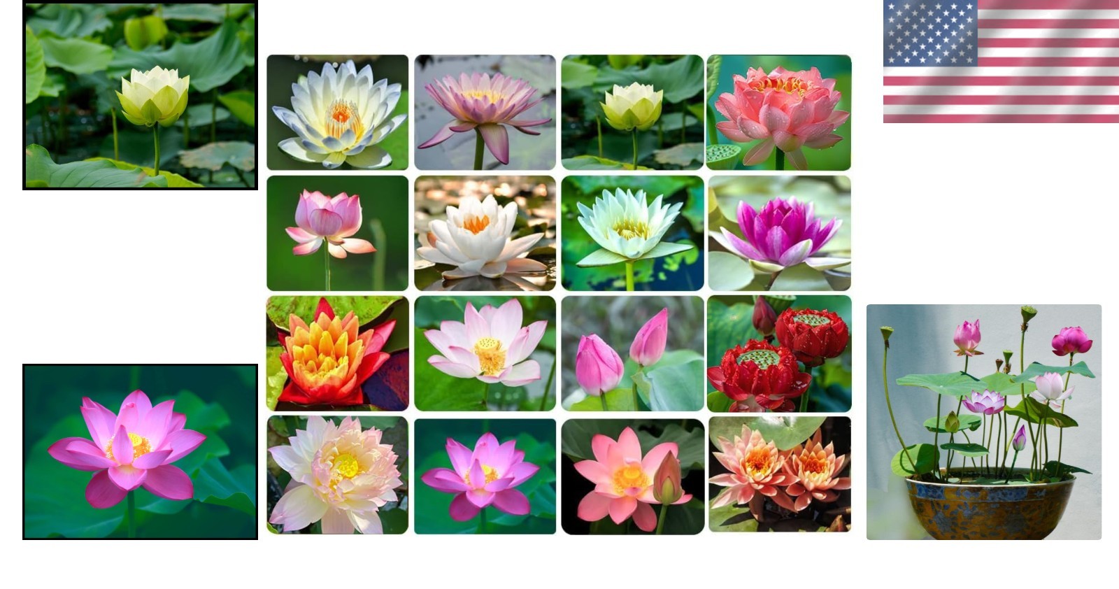 Transform Your Pond with 30PCS Non-GMO Bowl Lotus Seeds for Air Purification