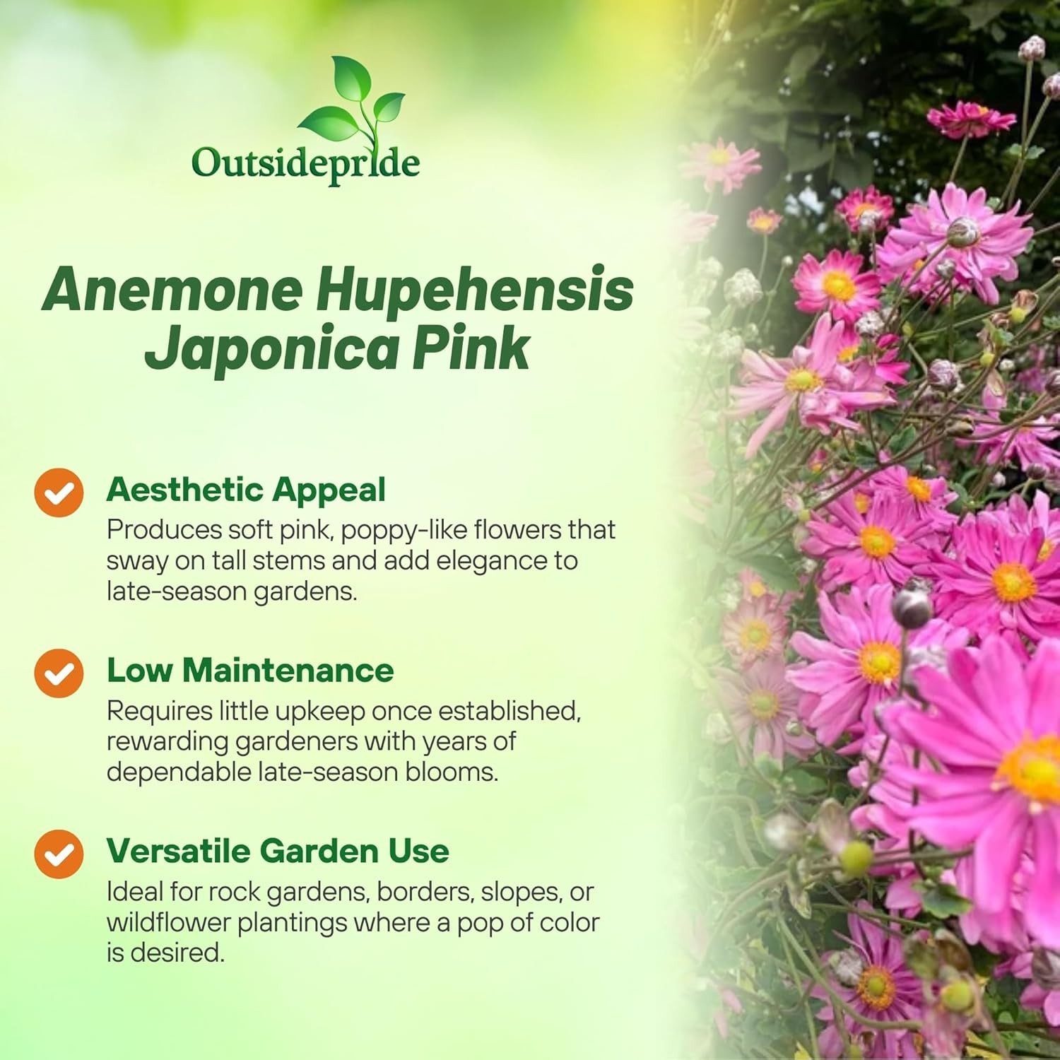 100 Seeds Anemone Seeds – Japonica Flower Seed