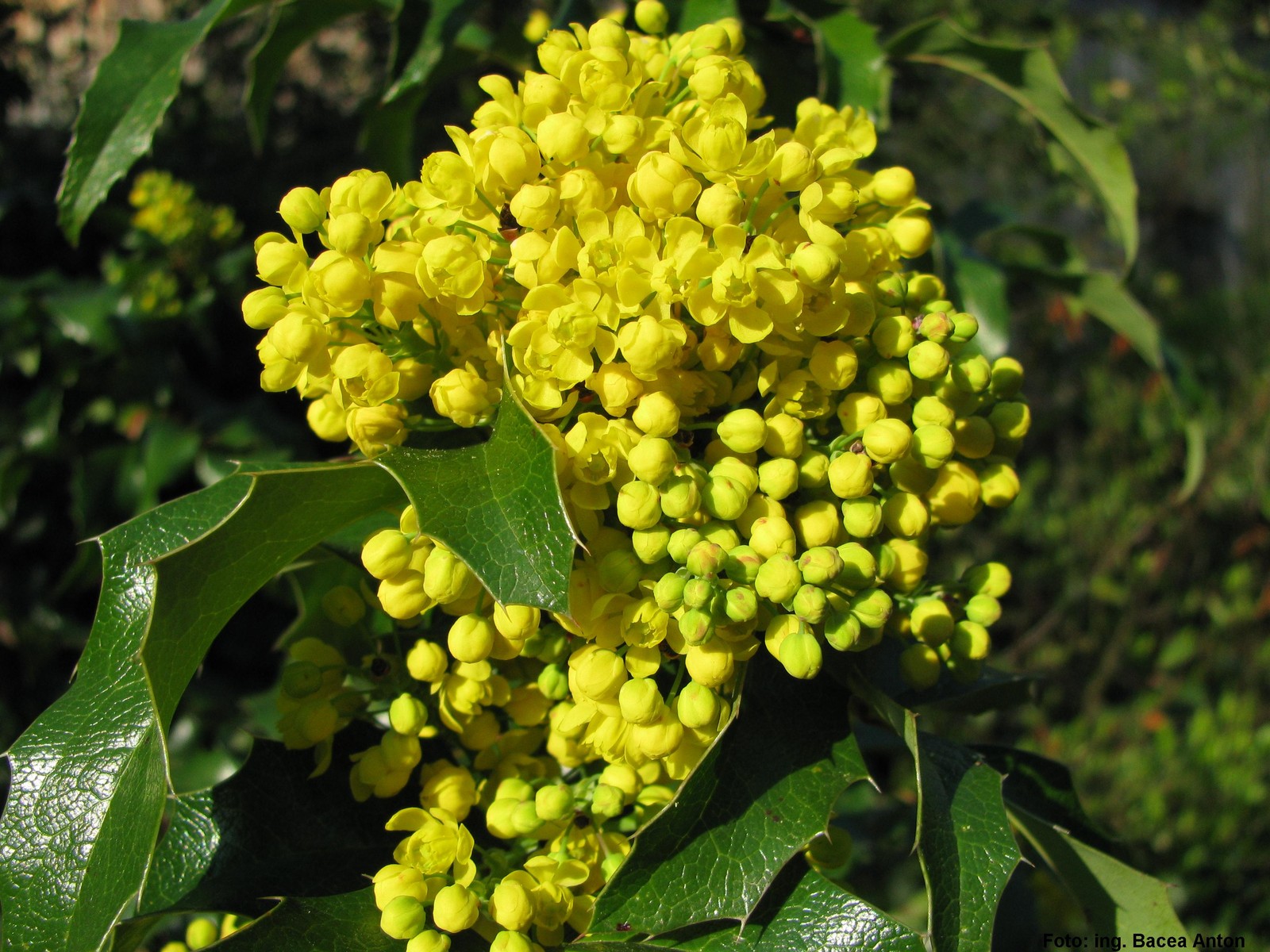 Oregon Holly Grape, Mahonia aquifolium, Shrub Seeds (Edible, Hardy, Showy)