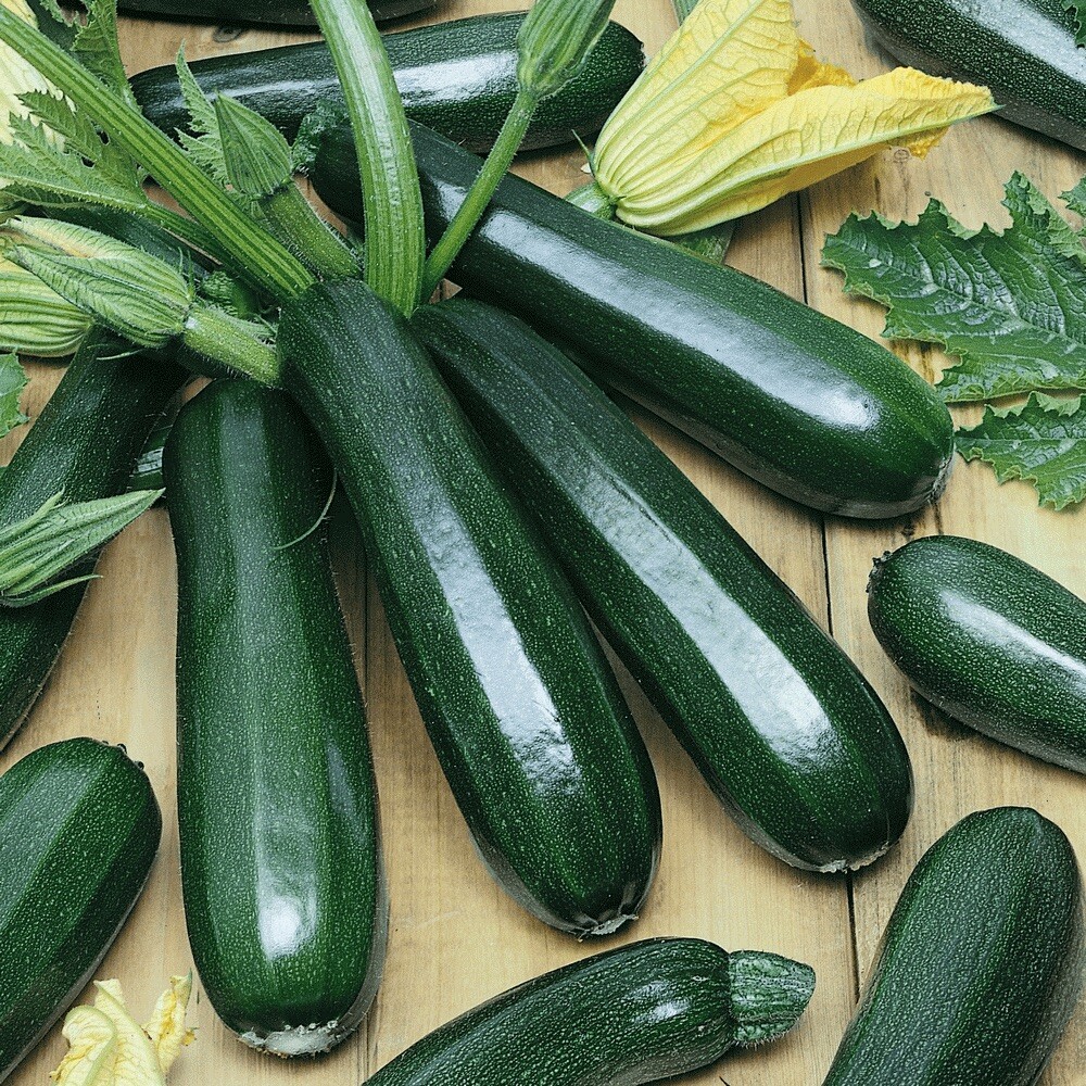 Zucchini Squash Black Beauty Seeds | Organic | NON-GMO | Heirloom | Best Selling