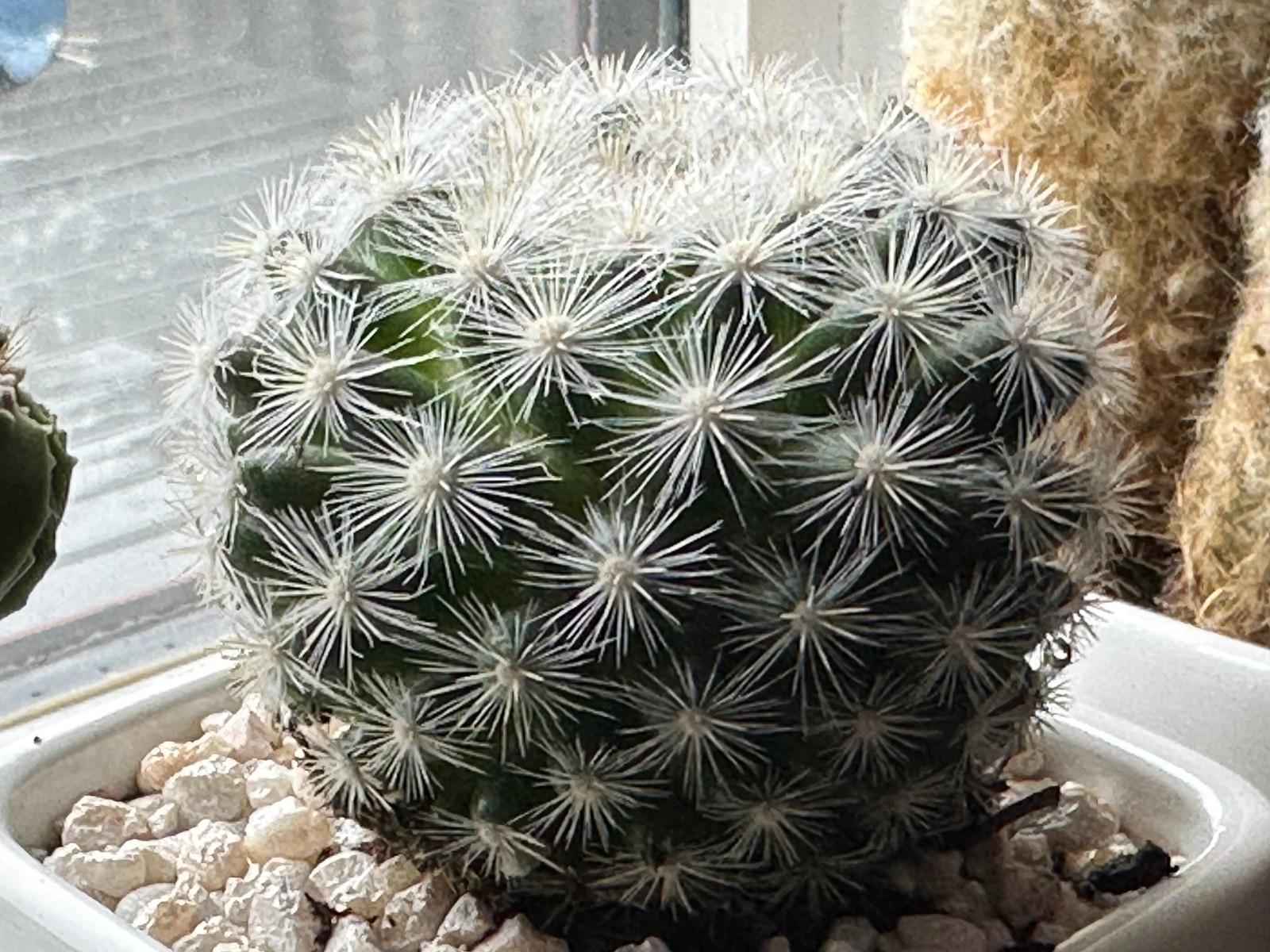 Mammillaria candida Live Snowball Cactus in 4″ pot FREE SHIPPING