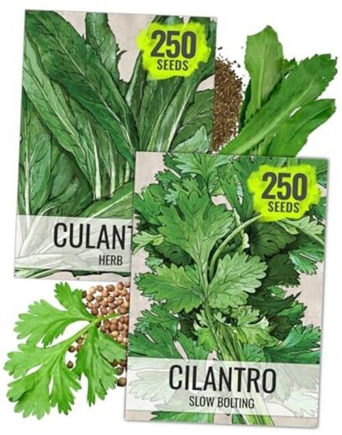 Coriander Seeds for Planting Culantro & Cilantro – Non-GMO Cilantro / Culantro