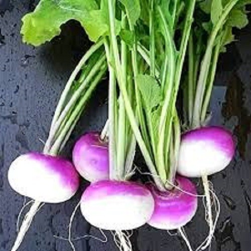 Premium Purple Top Turnip – Fresh Organic, Heirloom Seeds – Most Popular Variety