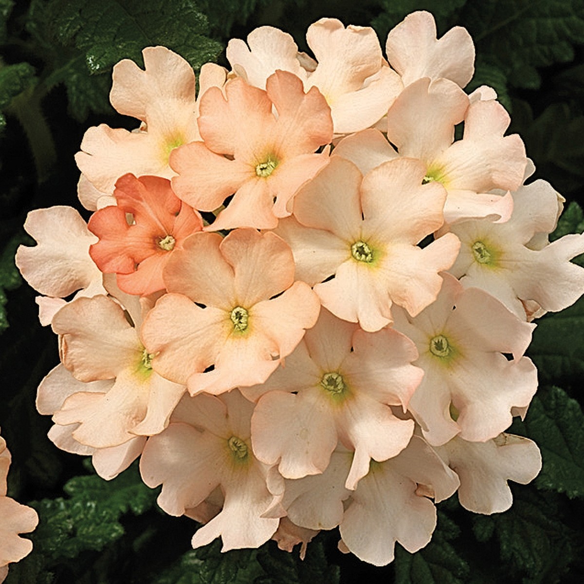 201+VERBENA MIX Flower Seeds Groundcover Hanging Baskets Container Flower Garden