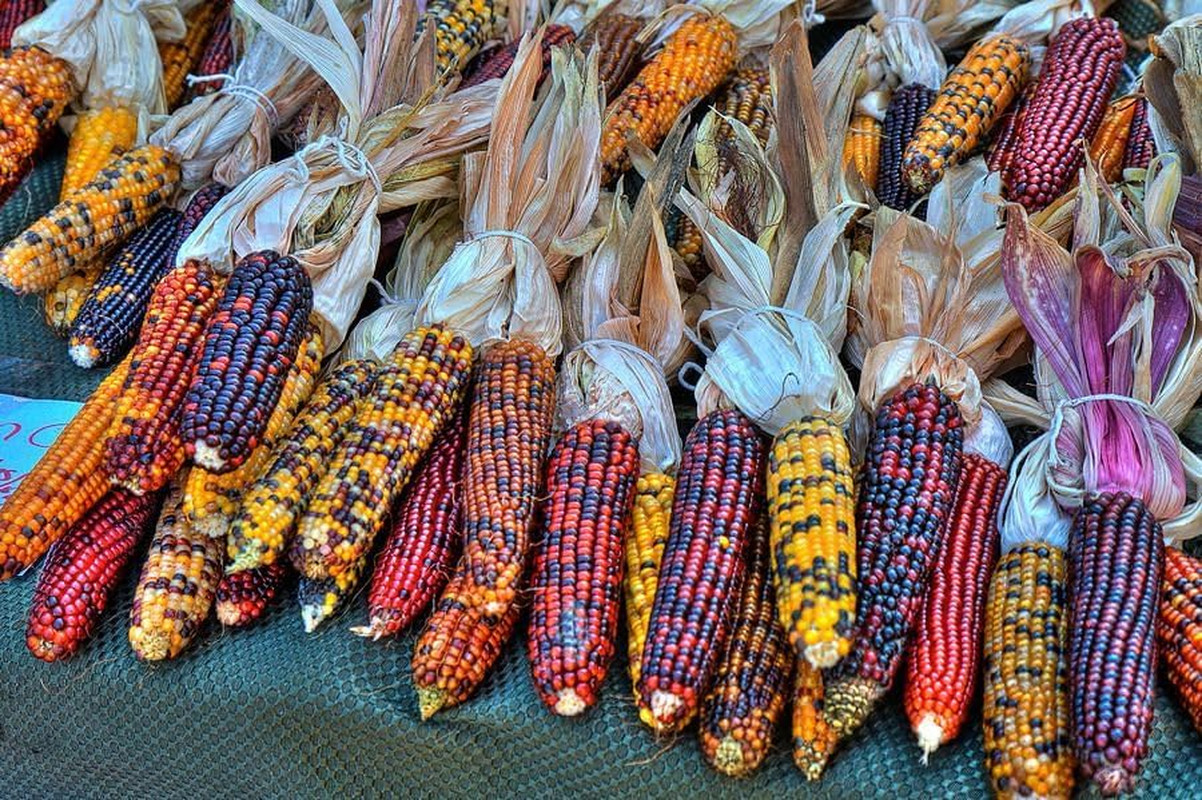 Seeds Corn Multicolor Montana Sweet Purple Yellow Red Garden Heirloom Vegetable