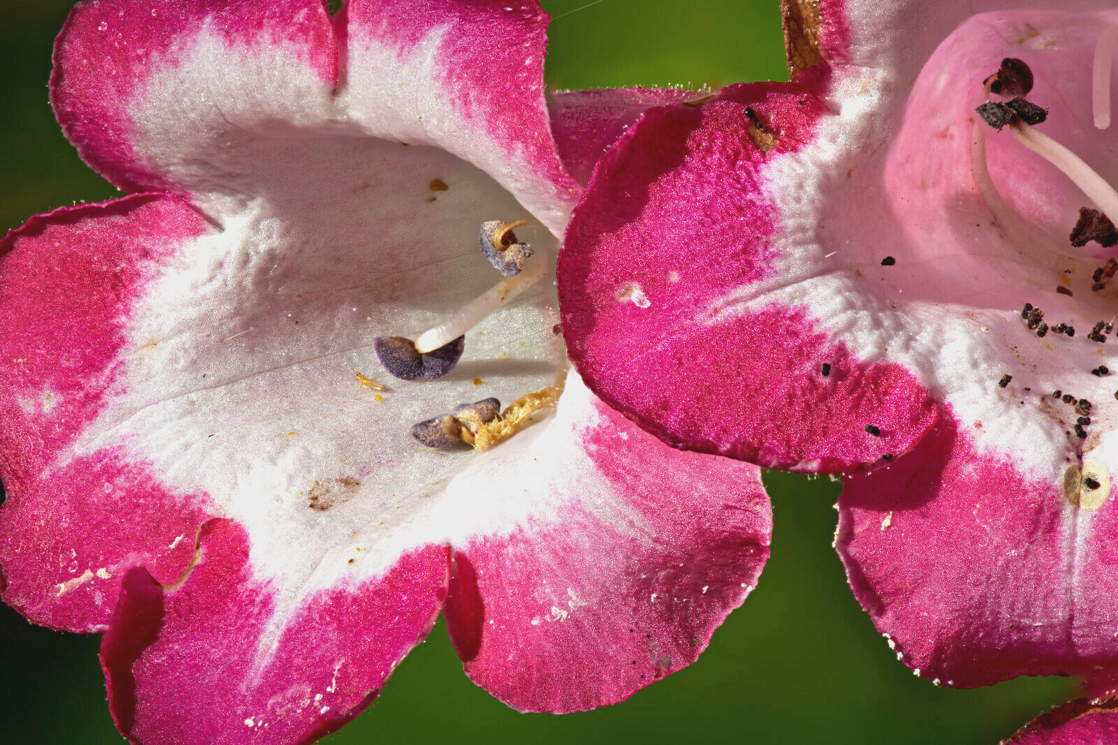 PRETTY PINK PENSTEMON 100 SEEDS, PENSTEMON HARTWEGII, BEARDTONGUE