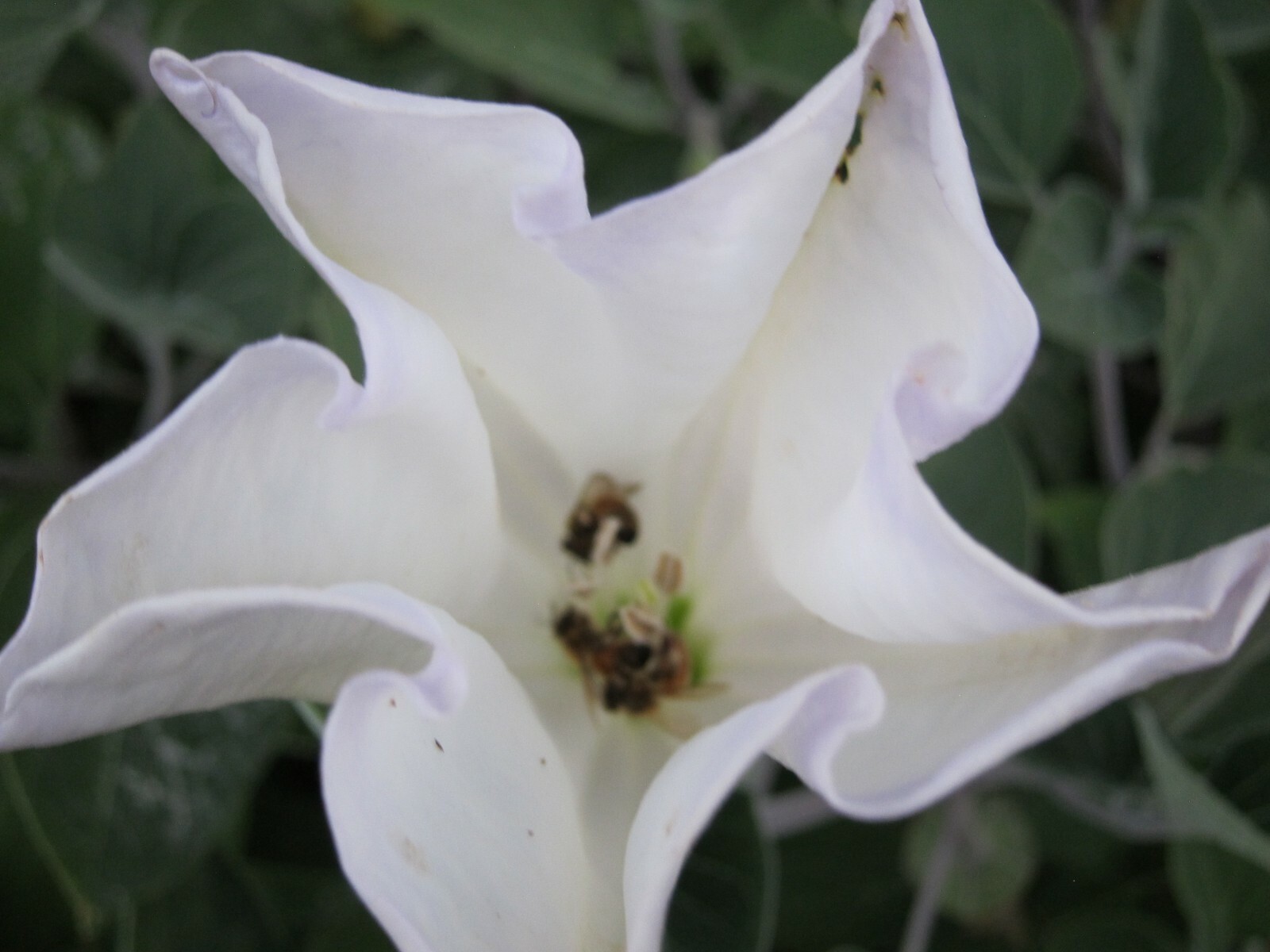 Datura, 150 Seeds, Trumpet Flower, Angel Trumpet, Moon Flower, Sacred Datura