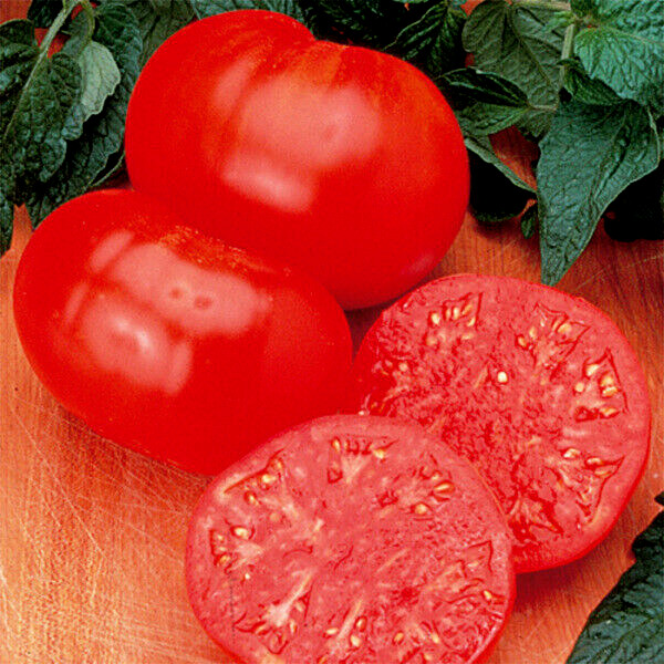 35 SEEDS – Tomato BEEFSTEAK meaty 1-2 lb fruit GroCo USA – BUY 15=SHIPS FREE