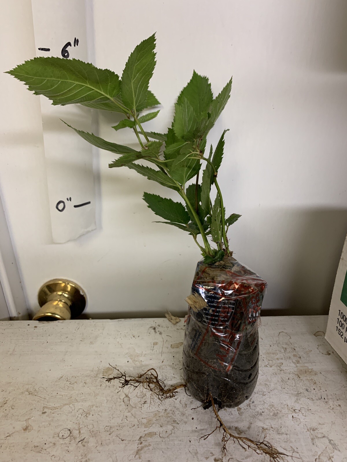Blackberry – ‘Natchez’ thornless – Rubus fruticosa 1 year old plant