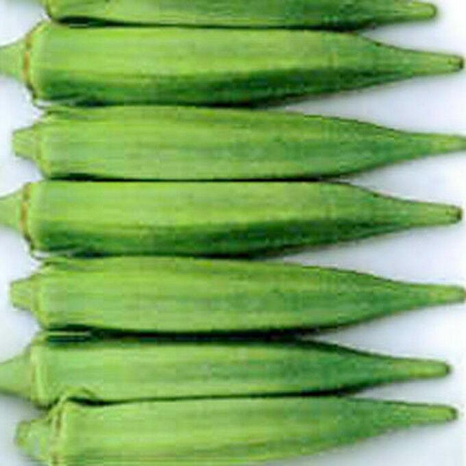 Emerald Okra Seeds 50 Ct Vegetable Garden NON-GMO HEIRLOOM USA FREE SHIPPING