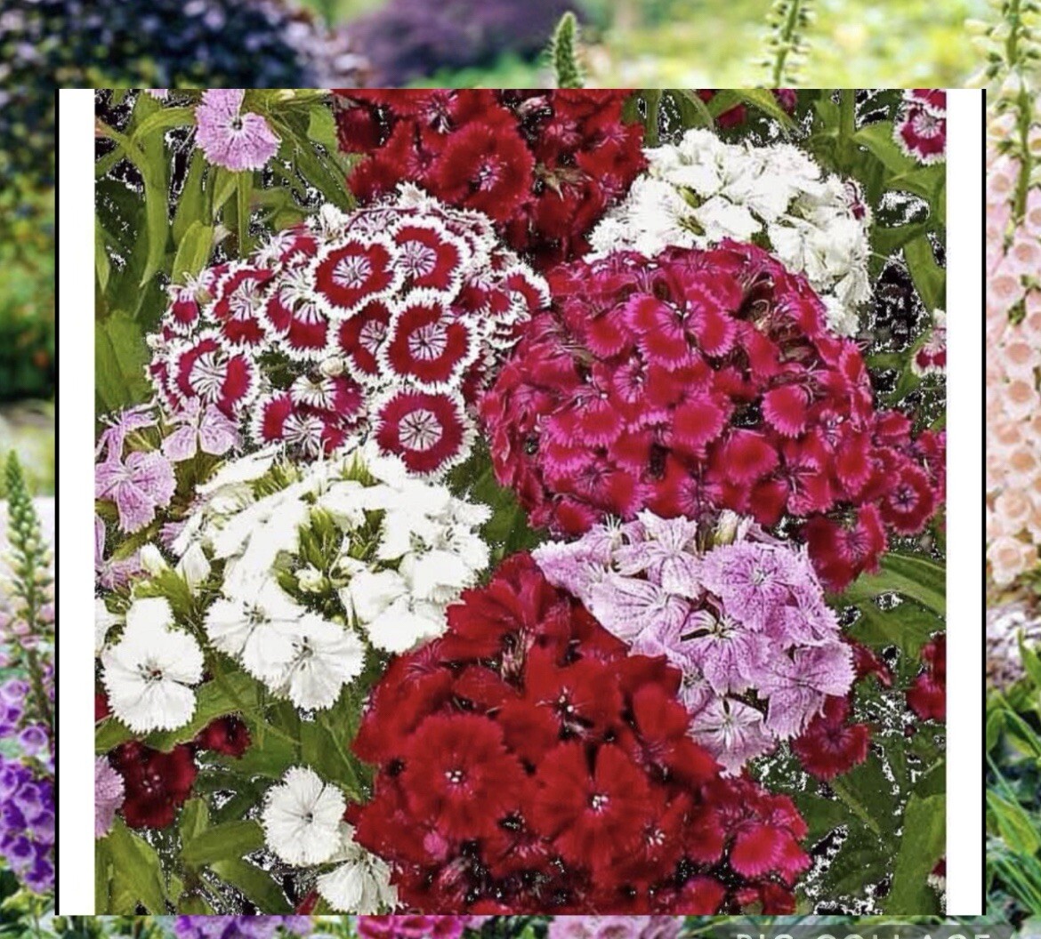 6 VARIETY SEEDS.MOSS ROSE ,BLACKEYED SUSAN, COCKSCOMB, COLEUS,FOXGLOVE,S WILLIAM