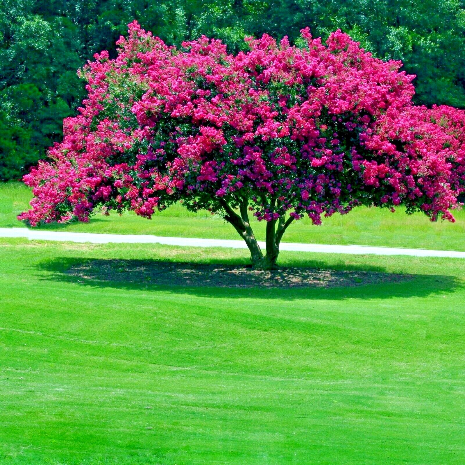 CRAPE MYRTLE TREE SEEDS Crepe (Lagerstroemia Indica) Fast Lilac Flower Plant