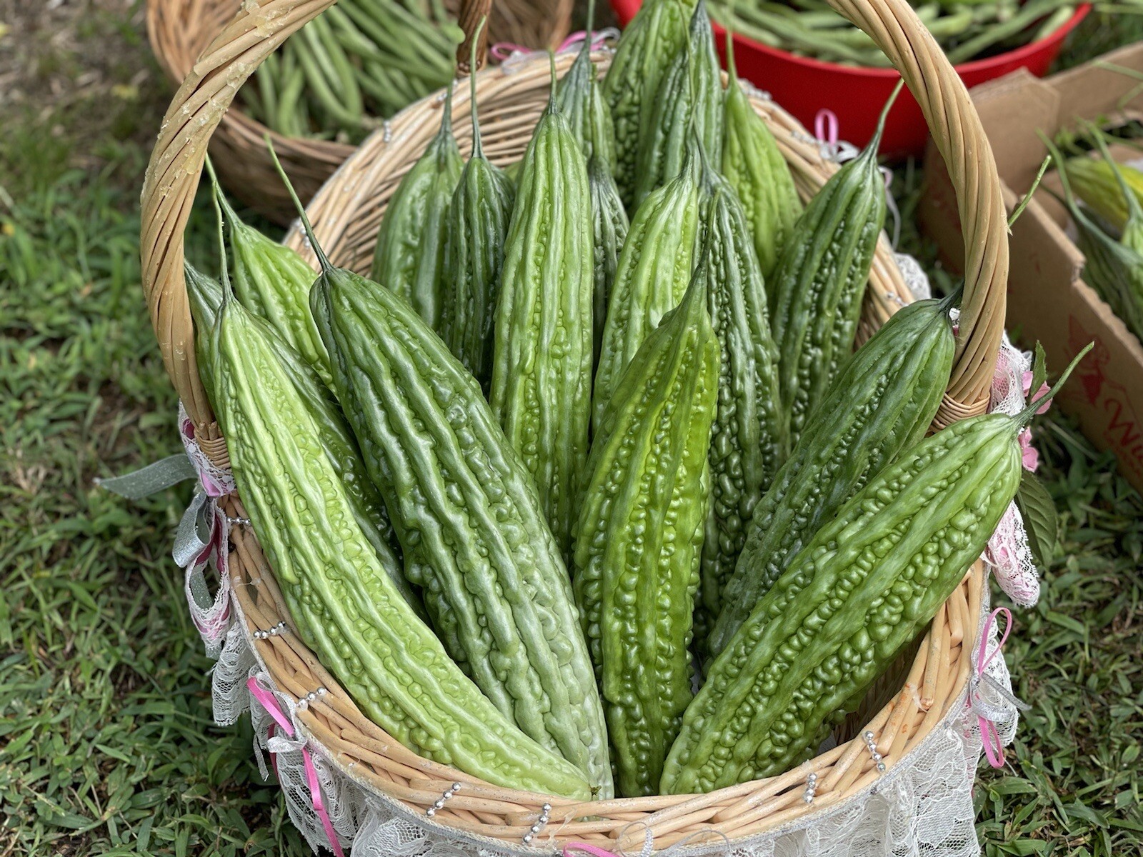 20+ Philippine Long Ampalaya- Organic Heirloom Bittergourd, Bittermelon Seeds