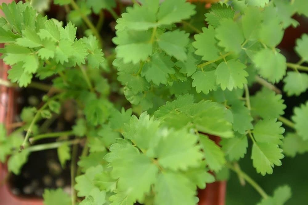 Salad Burnet Herb Seeds Alternative Salad Green and Easy-to-Grow Herb Harvest