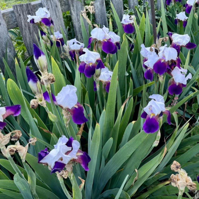 Purple Bearded Iris Bulbs Rhizomes Lot Of 3 Bulbs Only Deep Purple