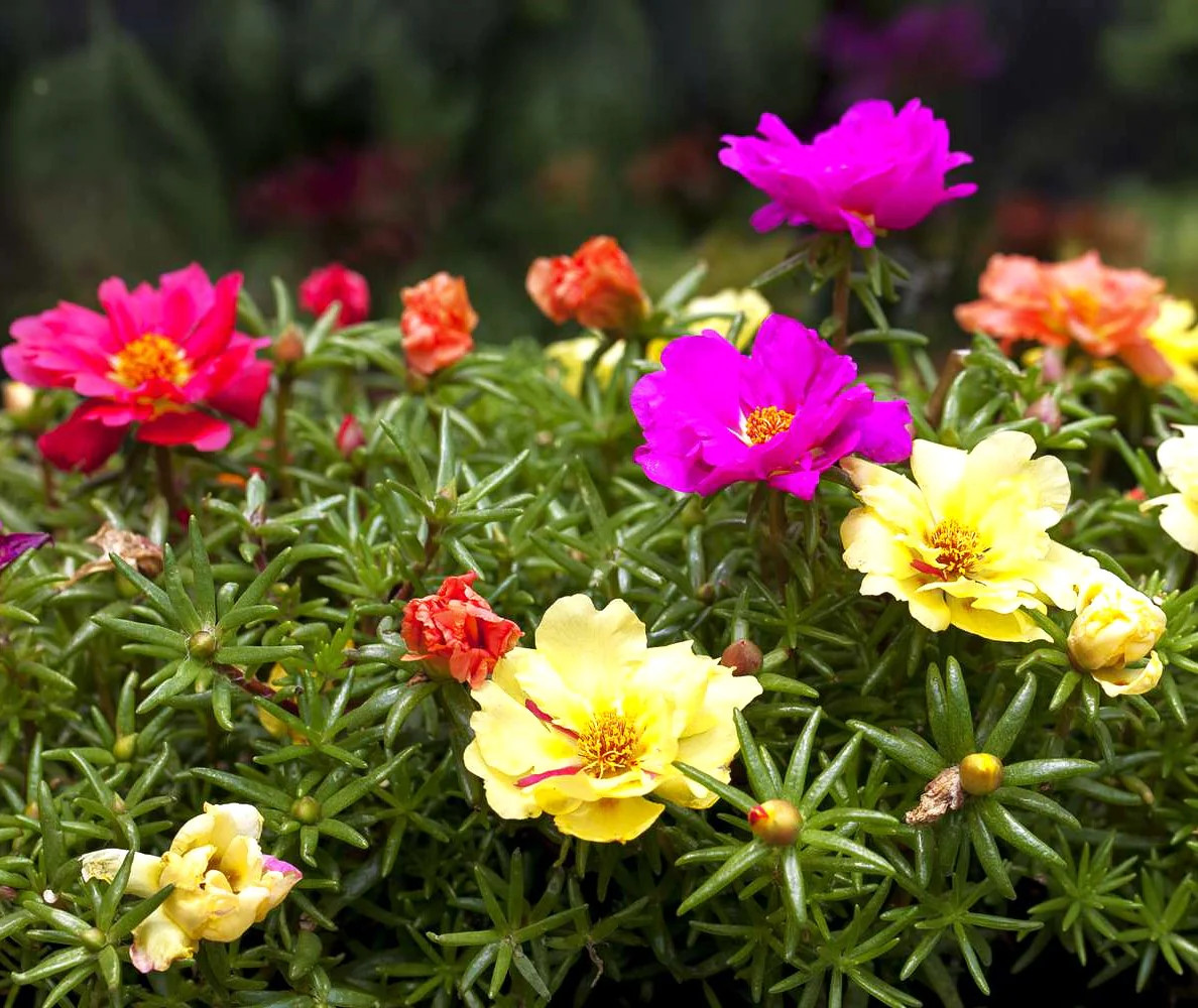 Double Mix Moss Rose Succulent Seeds – For 2025 Planting Flowering Succulent