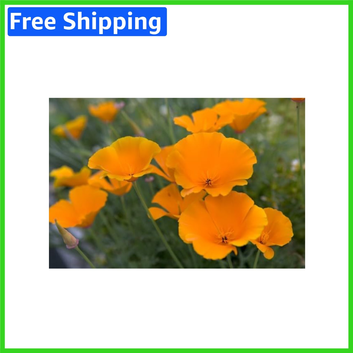 California Poppy – 100+ Seeds of Resplendent Orange for Spring and Summer Blooms