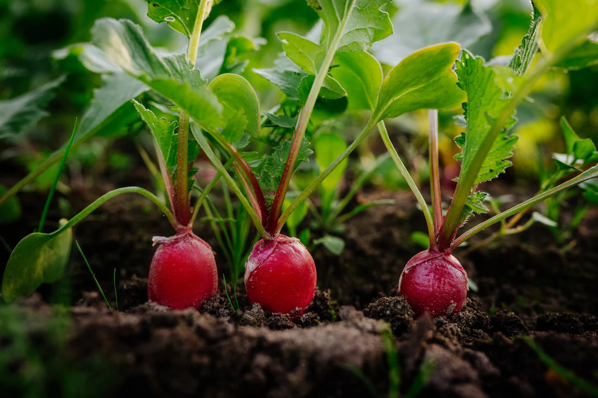 Fire Candle Radish Seeds | Raphanus sativus Radishes Long Red Pink Daikon 2024