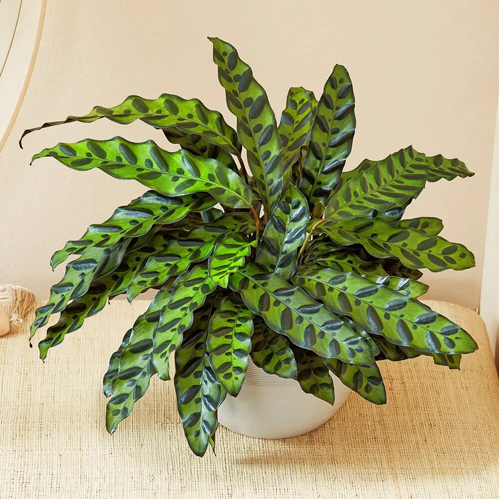 25+ Rattlesnake Calathea Seeds for Garden Planting – USA – FREE SHIPPING!