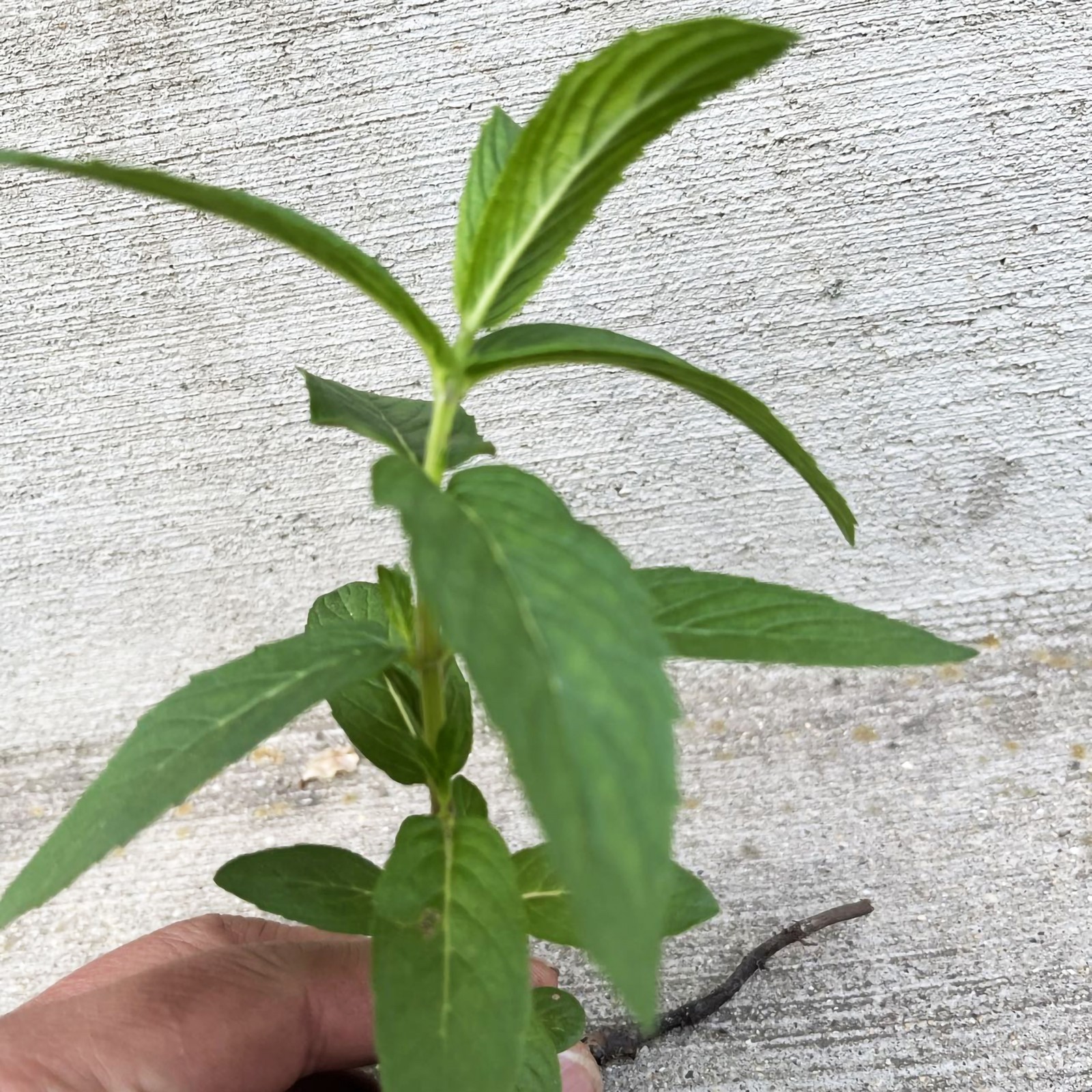 3 Plant Mint Spearmint Live Plant Edible Aromatic Herb Plant, Organic