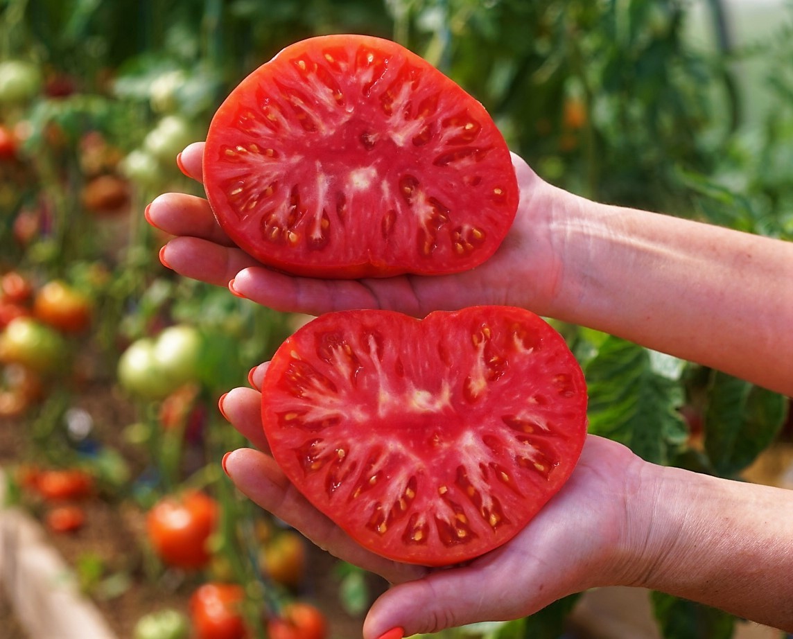 100 Heirloom Red Ponderosa Beefsteak Tomato Seeds – Amazing 1-2LB Indeterminate