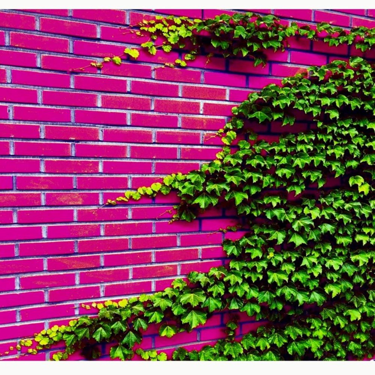 30 Climbing Ivy Seeds for Planting – Easy to Grow Boston Ivy Vine-Fast Shipping