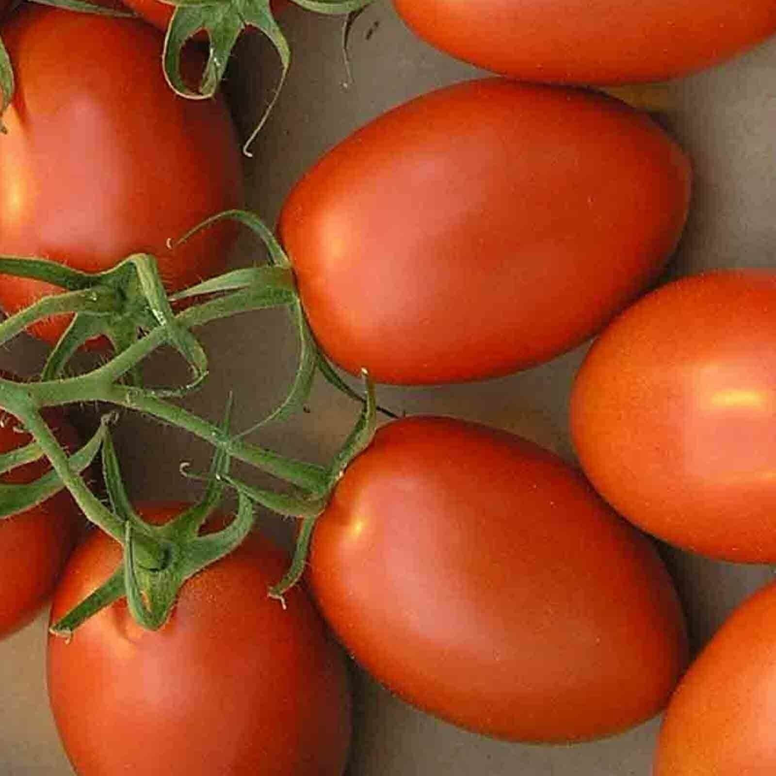 SCARBOROUGH SEEDS ORGANIC ROMA TOMATO 100 SEEDS HEIRLOOM NON-GMO OPEN-POLLINATED